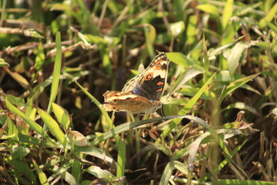 Butterfly on a plant