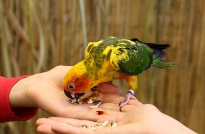 Close-up of hand holding yellow parrot