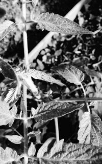 Close-up of leaves