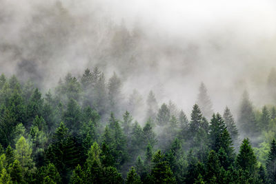 Panoramic view of pine trees in forest against sky