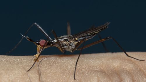 Close-up of insect