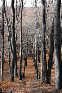 Bare trees in forest