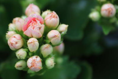 Macro photo of delicate pink kalanchoe flowers