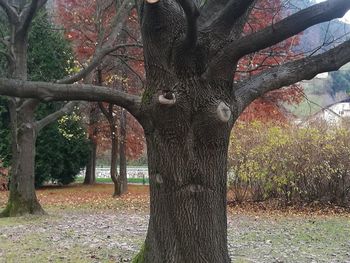 Trees in park