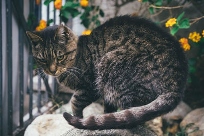 Close-up of cat on rock by fence