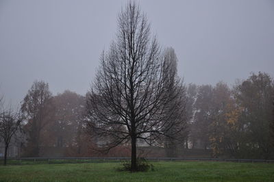 tree