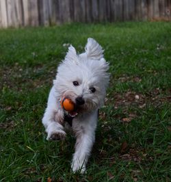 Portrait of dog on grassy field