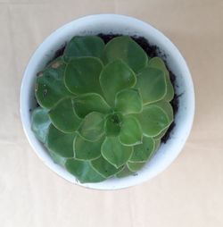 High angle view of succulent plant in bowl