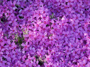 Full frame shot of purple flowers