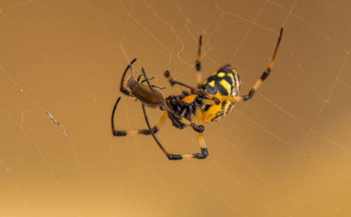 Close-up of spider and web