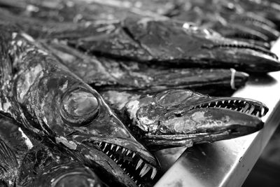 Close-up of fish for sale