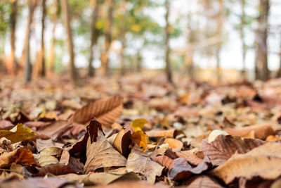 Close-up of autumn leaves on fallen tree