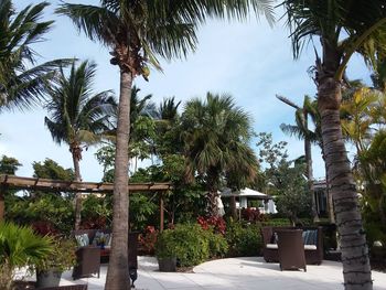 Low angle view of palm trees in garden