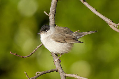 Close-up of bird perching on branch