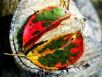 Close-up of red leaf on rock