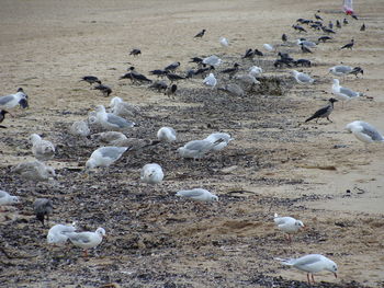 High angle view of seagulls flying