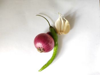 Close-up of rose against white background