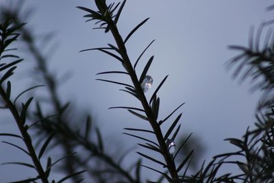 Low angle view of plant against sky