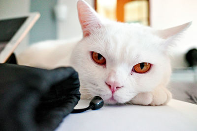 Close-up portrait of a cat