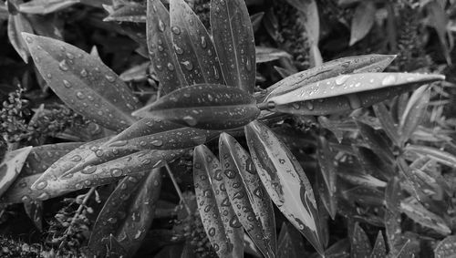 Close-up of leaves