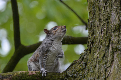 Close-up of squirrel on tree trunk