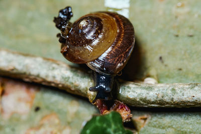 Closeup of a snail crawling over a small root