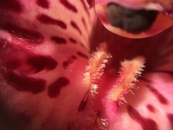 Extreme close up of pink flower