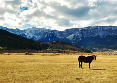 Horse grazing on field against mountains