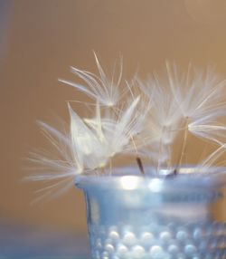 Close-up of dandelion on white wall