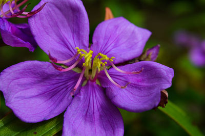 Close-up of purple flower blooming outdoors