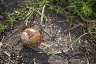 Close-up of snail on white surface