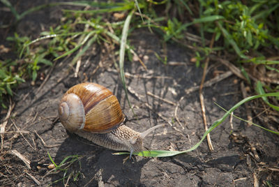 High angle view of snail on rock