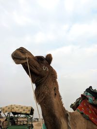 Low angle view of a horse