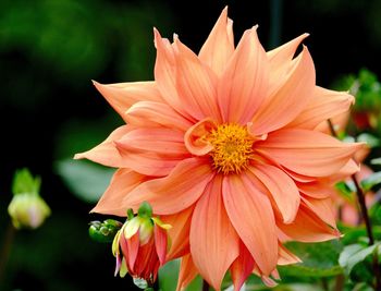 Macro shot of pink flower