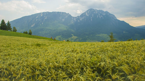 Scenic view of field against sky