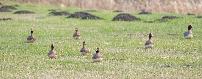 Flock of birds on field