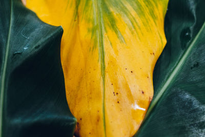 Close-up of yellow flowering plant