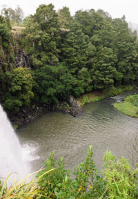 Scenic view of waterfall in forest