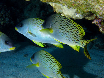 Close-up of fish swimming in sea