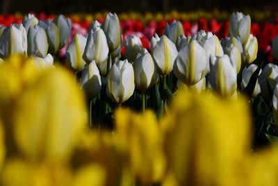 Close-up of yellow tulips