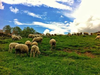 Sheep grazing on field against sky