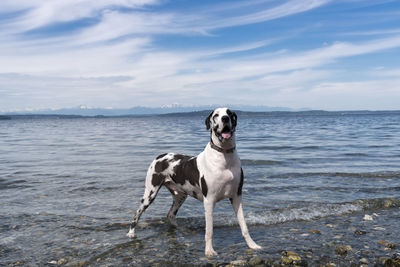 Handsome harlequin great dog posing in the water under wispy blue sky clouds near seattle.