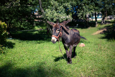 Horse in a field