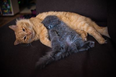 Close-up of cat lying on bed at home