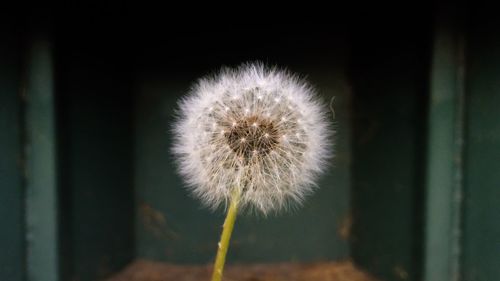 Close-up of dandelion