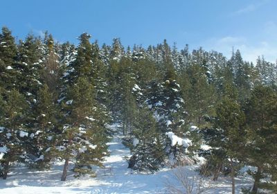 Low angle view of pine trees against sky during winter