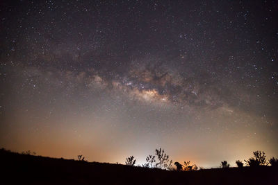 Low angle view of silhouette trees against star field at night