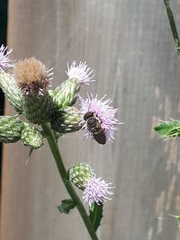 Close-up of insect on purple flower