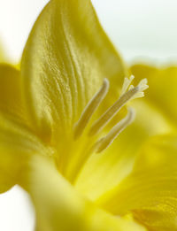Macro shot of yellow flower