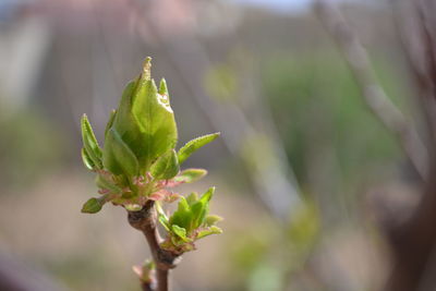 Apricot tree leaves begin to appear, after a wonderful autumn season